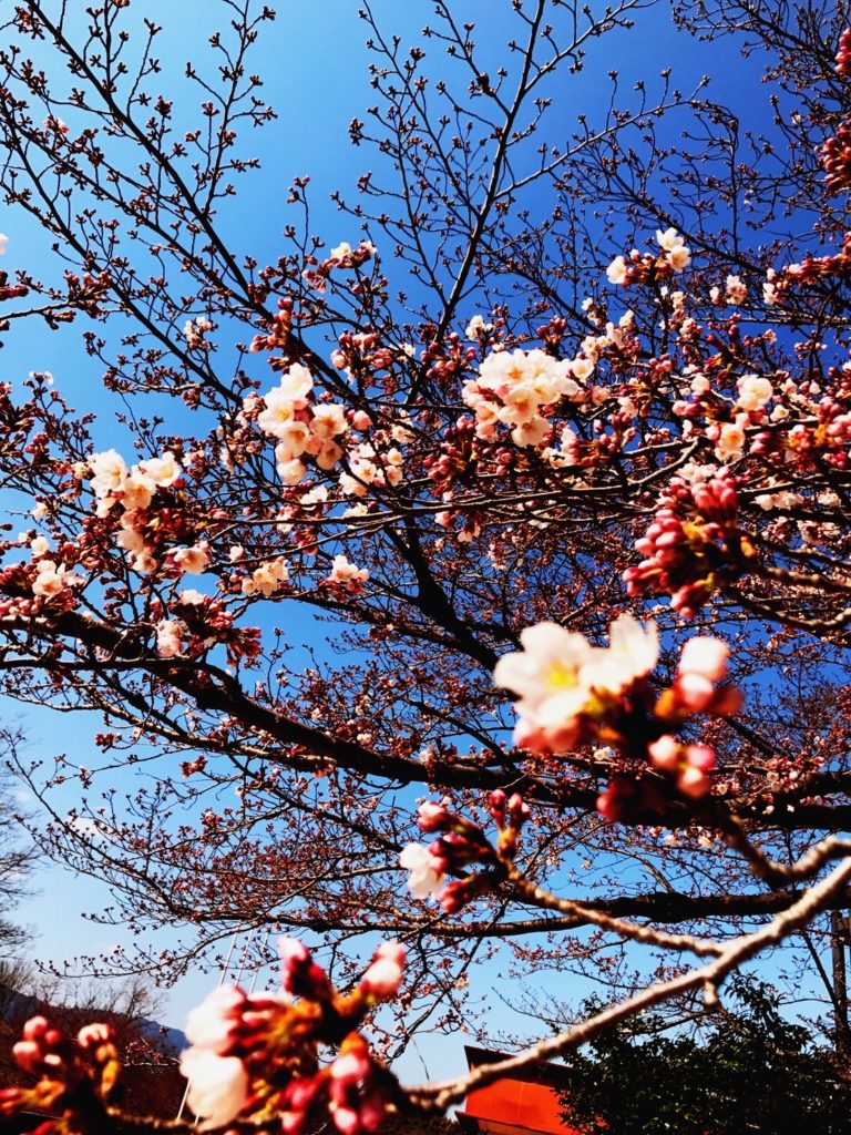 空を仰ぐ桜