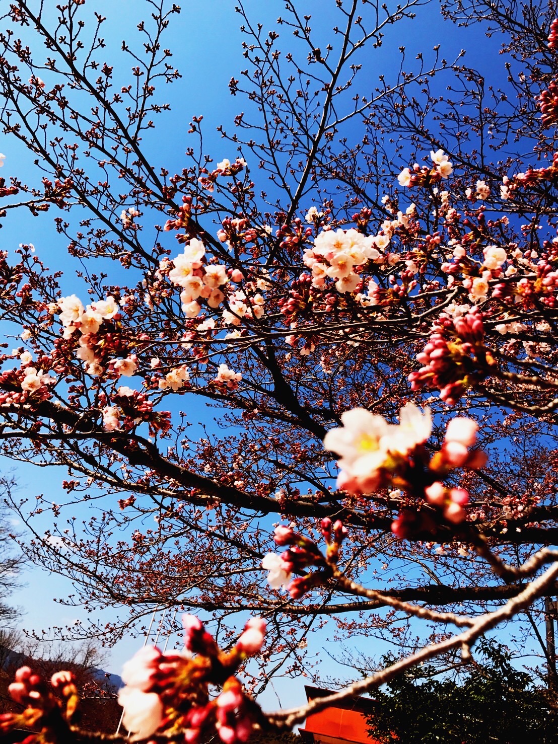 空を仰ぐ桜