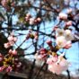 春を待つ桜