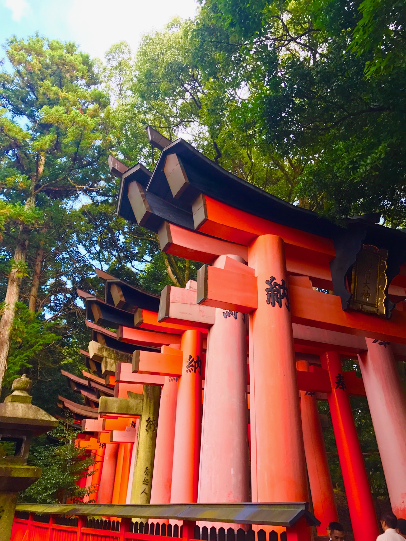 鳥居と新緑のコントラスト